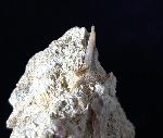 cf. Araloselachus cuspidatus (AGASSIZ 1843) - Bild © FossNet FossilienStore